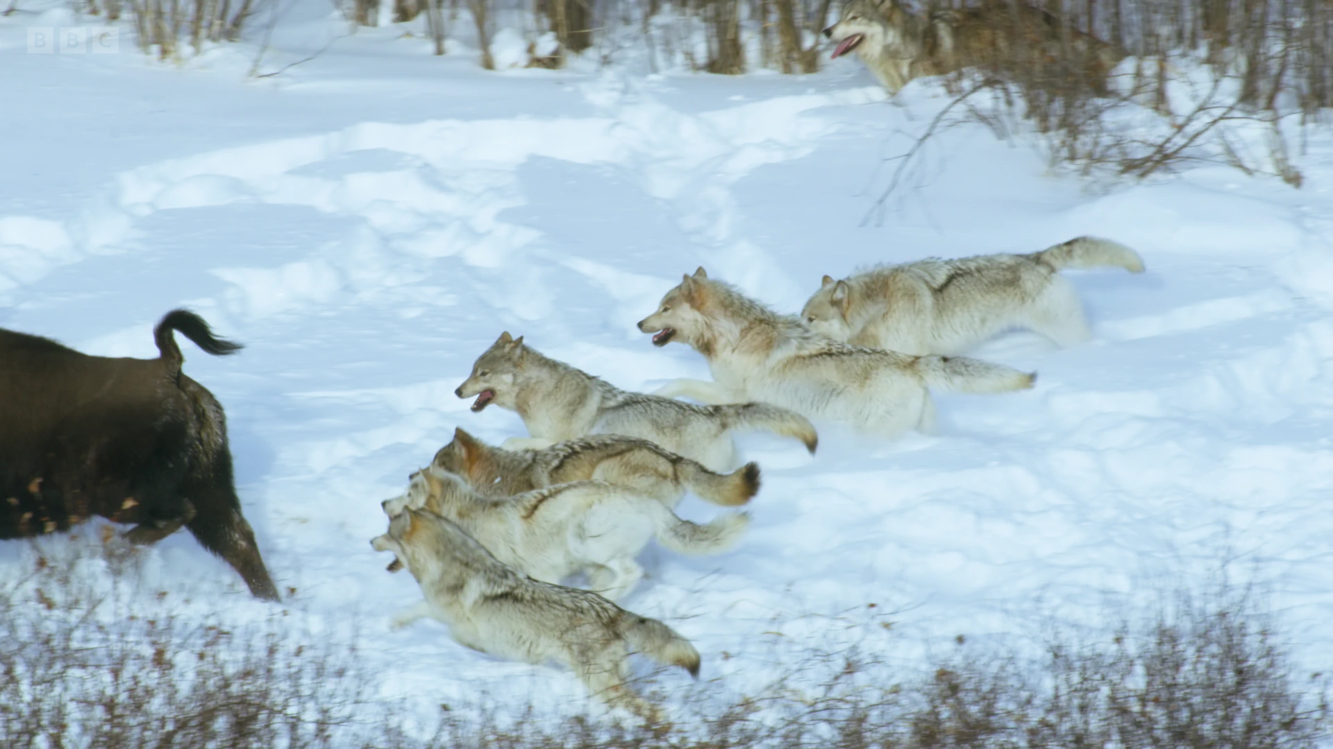 Northwestern wolf (Canis lupus occidentalis) as shown in Frozen Planet II - Frozen Lands